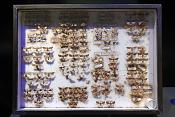 naturalis 9-2021 9678